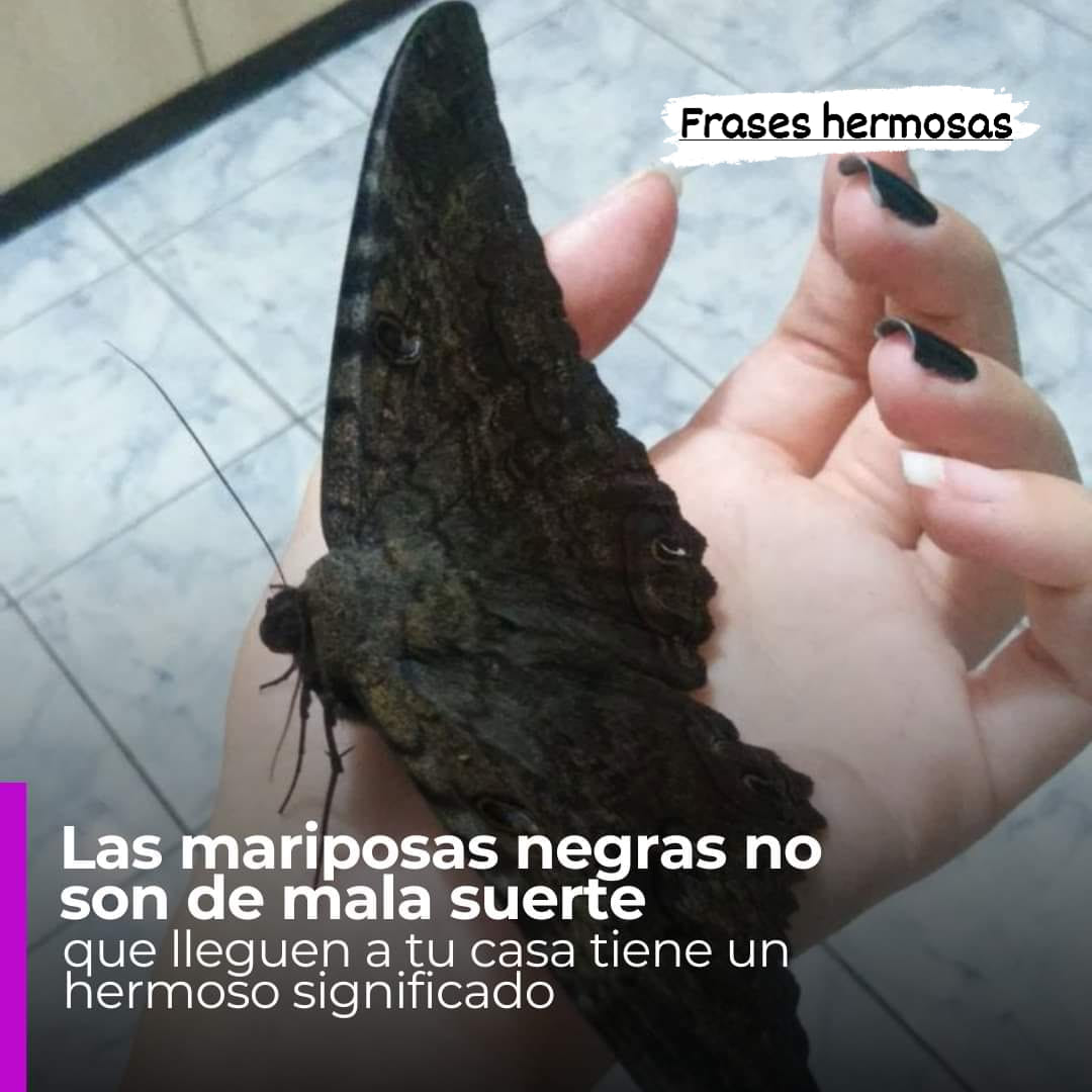 ¿Qué Significa una Mariposa Negra en tu Casa? Descubre los Misterios y Señales