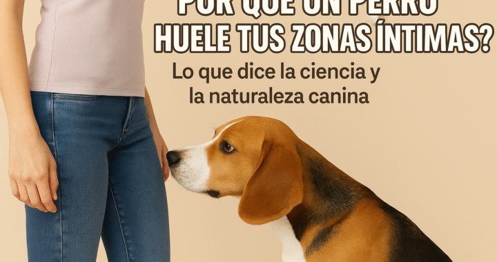 ¿Por Qué un Perro Huele Tus Zonas Íntimas? Lo Que Dice la Ciencia y la Naturaleza Canina